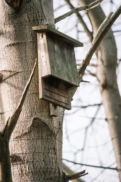 A bat flat box hangs on a tree trunk Stock Photos