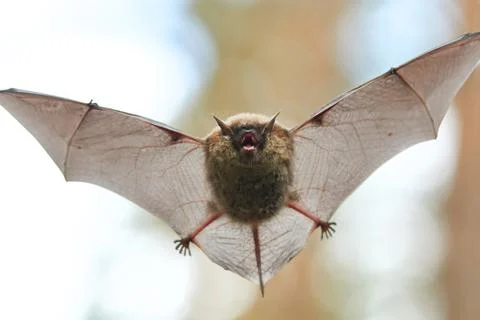 Bat flies through a forest during the day Stock Photos