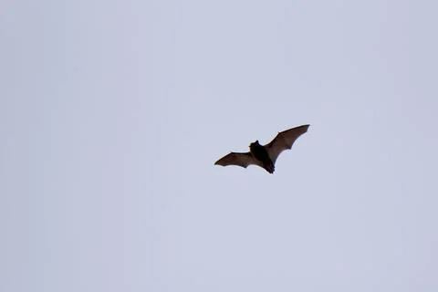 Bat in flight during the day time above the forest Stock Photos