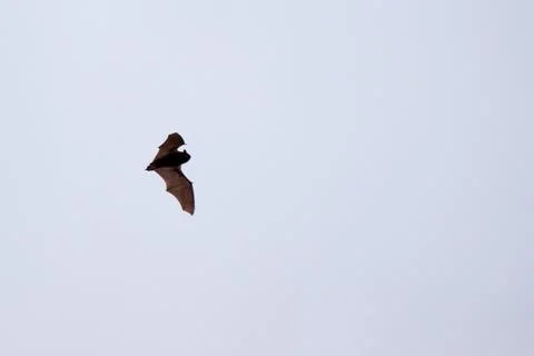 Bat in flight during the day time above the forest Stock Photos