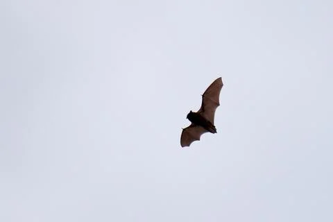 Bat in flight during the day time above the forest Stock Photos