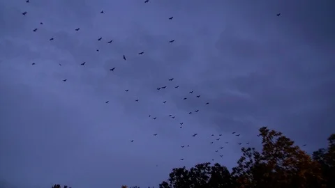 Bat Flight. Stock Footage 101045111