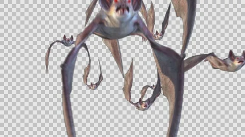 Bat Flock at camera 3d animation Видео 57725201