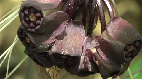 Bat Flower, Malaysia Stock Footage 132540126