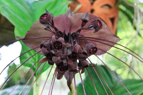 Bat flower Stock Photos