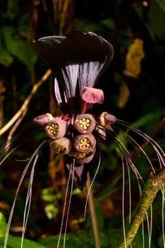 The Bat Flower Stock Photos