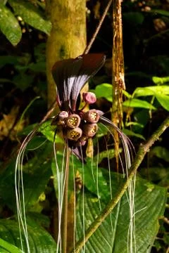 The Bat Flower Stock Photos