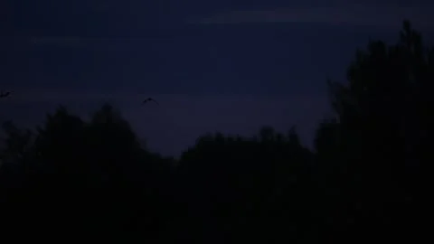 Bat flying across night sky over treetops in Varazdin, Croatia, wildlife Stock Footage 334580530