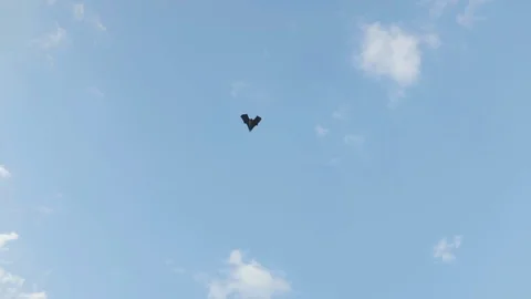 Bat flying against sky Stock Footage 108633007