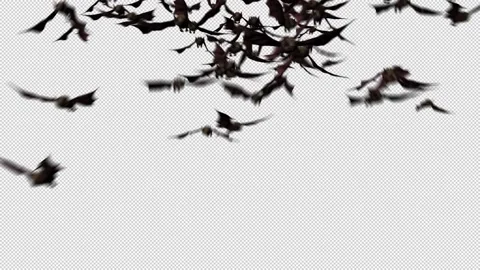 Bat flying with Alpha Видео 158934430