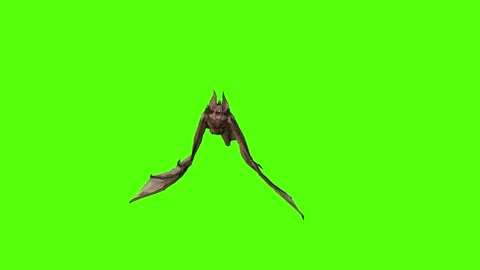 Bat Flying Around Green Screen Animation 4K Rendering Stock Footage 295557689