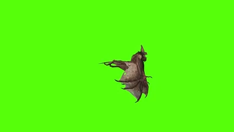 Bat Flying Around Green Screen Animation 4K Rendering Video stock 295557698