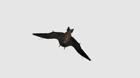 Bat Flying Bottom Wiew 4K Looped Stock Footage 165429576