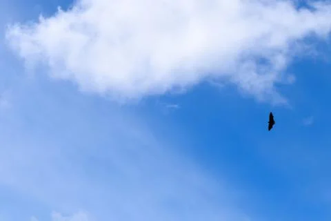 Bat Flying in Clear Sky Stock Photos