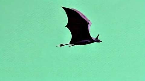 Bat flying continuously side view on clean green screen background Stock Footage 318864272