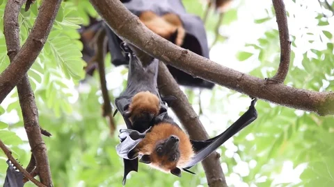 Bat (Flying fox) hanging on a tree Stock Footage 76250190