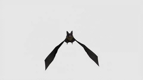 Bat Flying Hd Looped Stock Footage 165428130