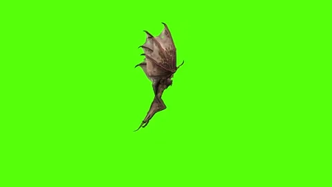 Bat Flying Looking Around 3 Green Screen Animation 4K Rendering Video stock 295557643