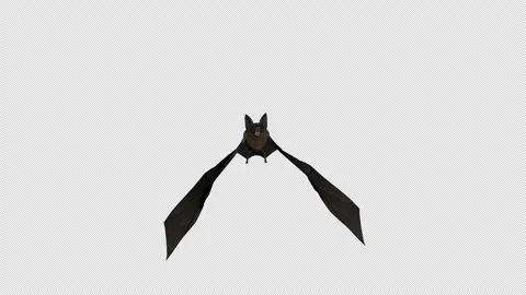 Bat Flying Looped Stock Footage 165428739