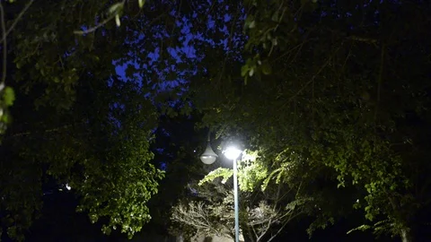 Bat flying in nigth park (flying fox). Low ligth, high gaine. Stock-Footage 117729284