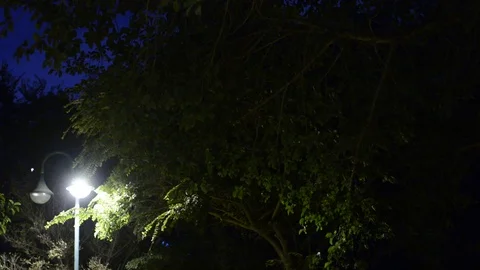Bat flying in nigth park (flying fox). Low ligth, high gaine. Видео 117729391