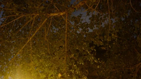 Bat flying in nigth park (flying fox). Low ligth, high gaine. Vidéo 117729685
