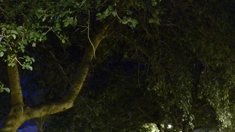 Bat flying in nigth park (flying fox). Low ligth, high gaine. Vidéo 117729804