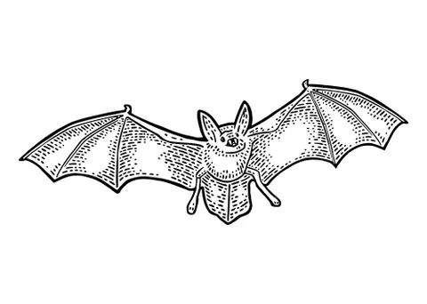 Bat flying with scary face. Vector black vintage engraving Stockillustratie