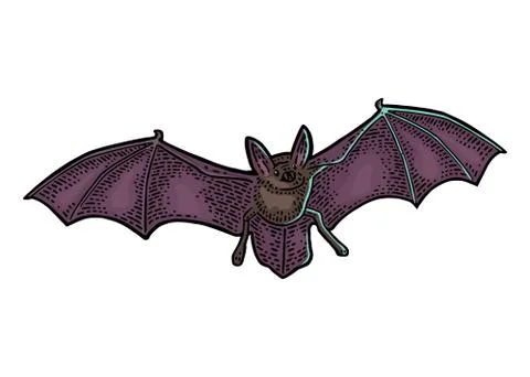 Bat flying with scary face. Vector black vintage engraving Stock Illustration