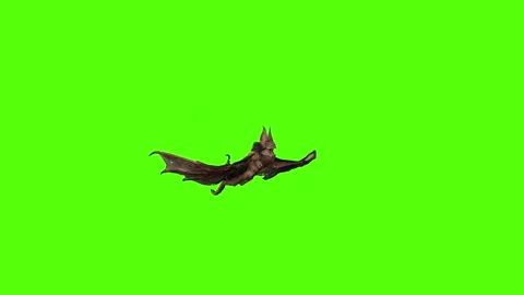 Bat Flying Static Green Screen Animation 4K Rendering Stock Footage 295557629
