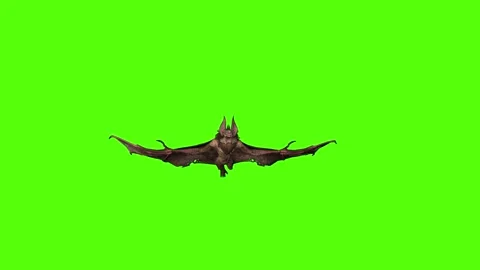 Bat Flying Static Green Screen Animation 4K Rendering Video stock 295557631