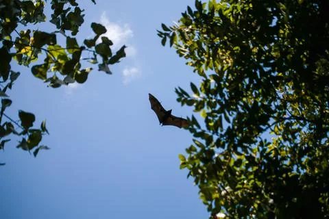 Bat Flying in Trees Foto stock