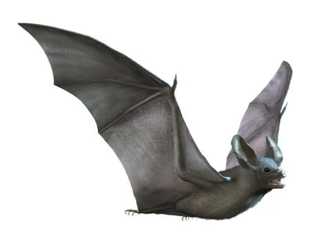 Bat Flying on White Stock Illustration