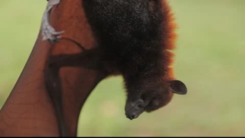 Bat Stock Footage 8853852