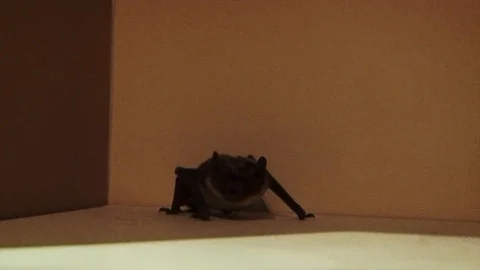 The Bat Stock Footage 91624142
