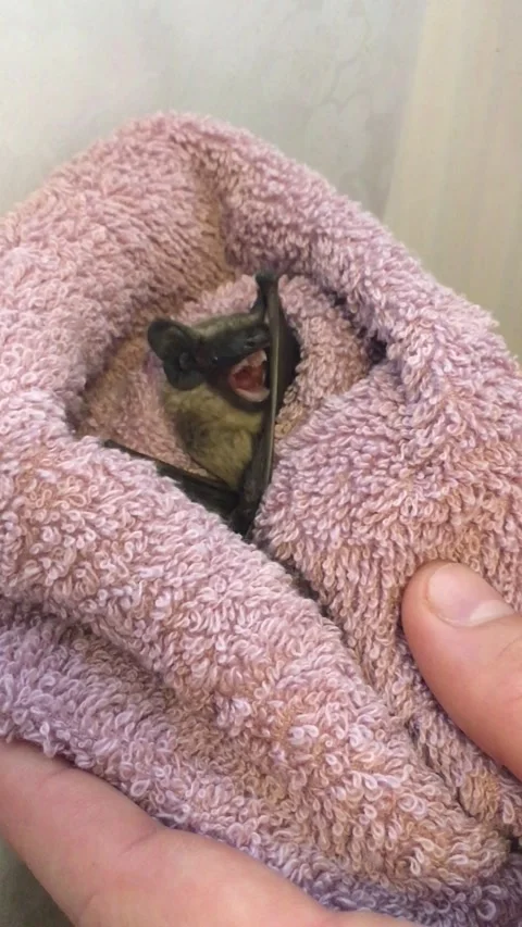 Bat Stock Footage 170094115