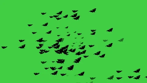 Bat Stock Footage 220051417