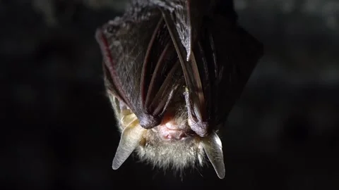 Bat Stock Footage 232391624