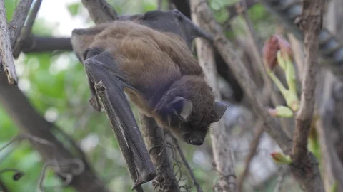Bat in the forest Stock Footage 129017548