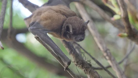 Bat in the forest Stock Footage 129017796