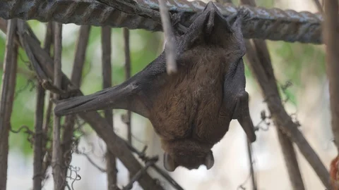 A bat full body in the zoo Stock-Footage 129017564