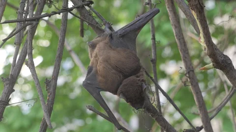 Bat full size hang on a branch in the wildlife Stock-Footage 129017562