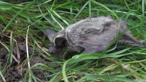 Bat in the grass Vídeo Stock 52536489