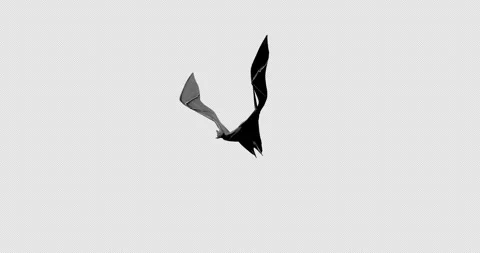 Bat Grey 3 Vidéo 255003542