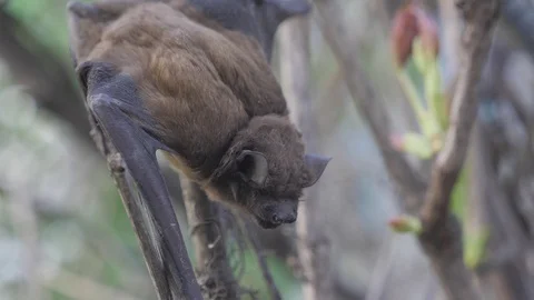 Bat hang on the branch at zoo Stock Footage 129017715