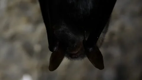 Bat hanging appears from darkness Stock Footage 148283322