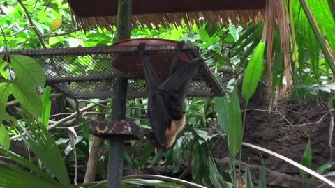 A bat is hanging from a bird feeder Stock Footage 282241071