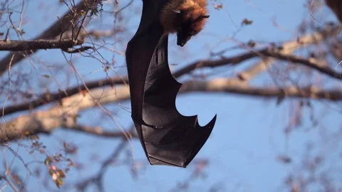 Bat Hanging from Branch Stretching Wing in Daylight 库存影片 310901102