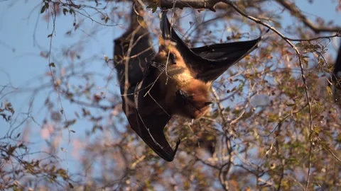 Bat Hanging from Branch Stretching Wing in Daylight 库存影片 310901191