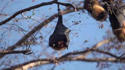 Bat Hanging from Branch Stretching Wing in Daylight 库存影片 310901210